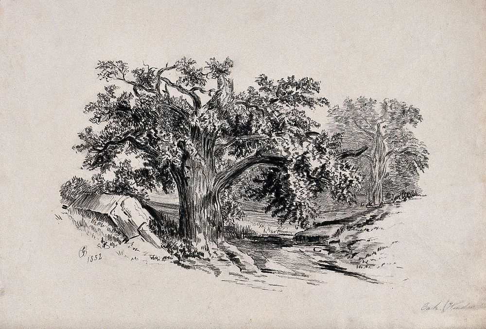 Old oak tree (Quercus species) in Windsor Forest. Charcoal drawing by G. B. (or B. G.), 1852.