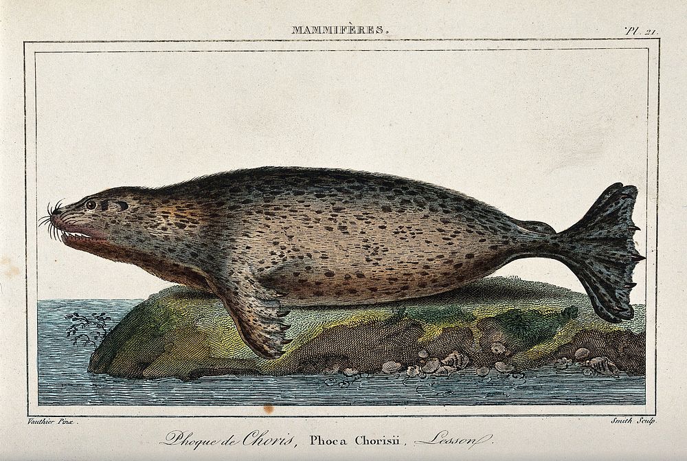 A seal lying on a cliff. Coloured etching by Smith after A.C. Vauthier.