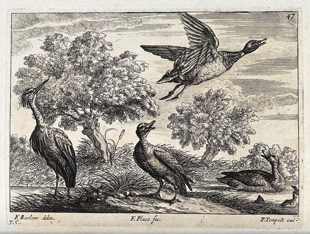 A heron and ducks by the water's edge. Engraving by F. Place, ca. 1690, after F. Barlow.