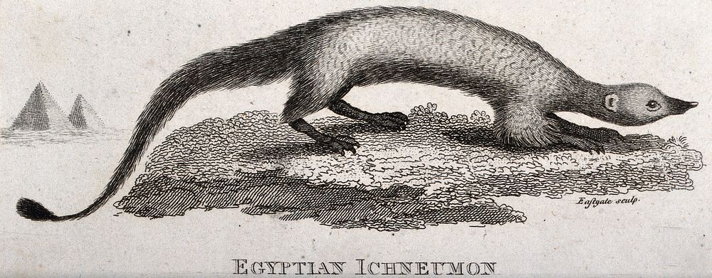 An Egyptian ichneumon. Etching by Eastgate.