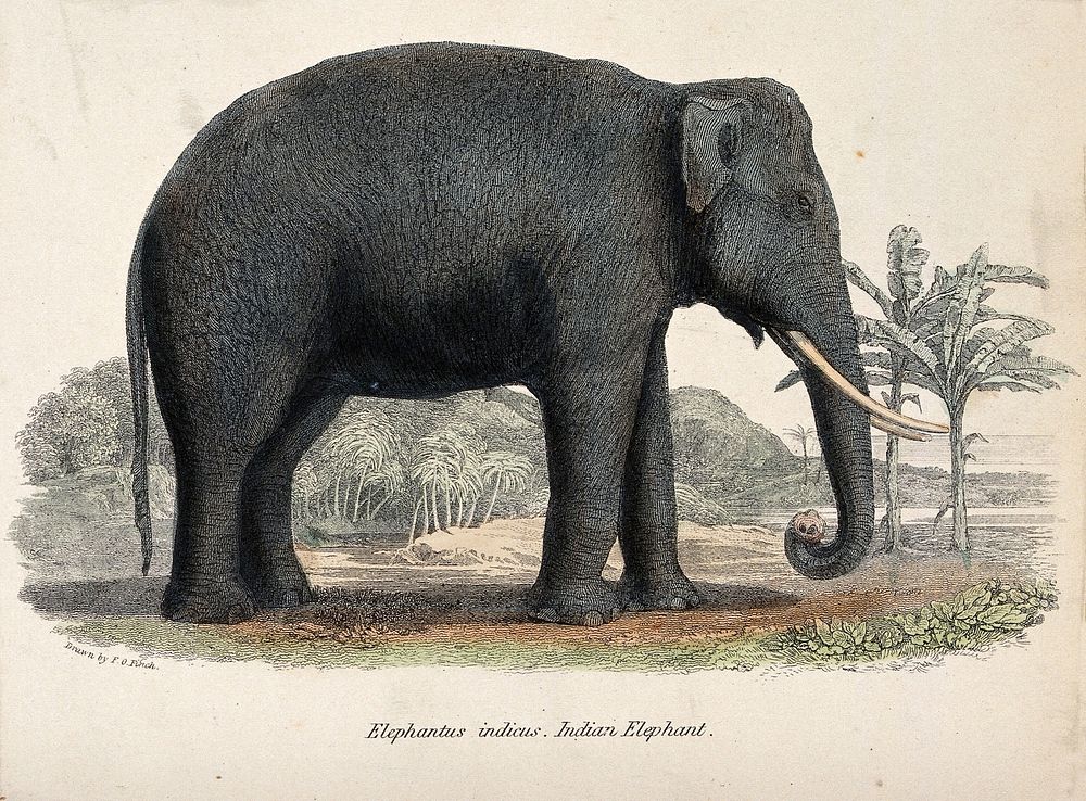 An Indian elephant (Elephas indicus). Coloured etching after F O Finch.
