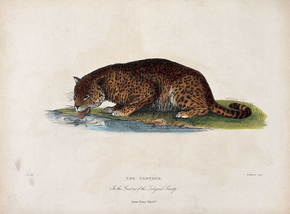 Zoological Society of London: a panther drinking from a stream. Coloured etching by W. Panorma after H. Smith.