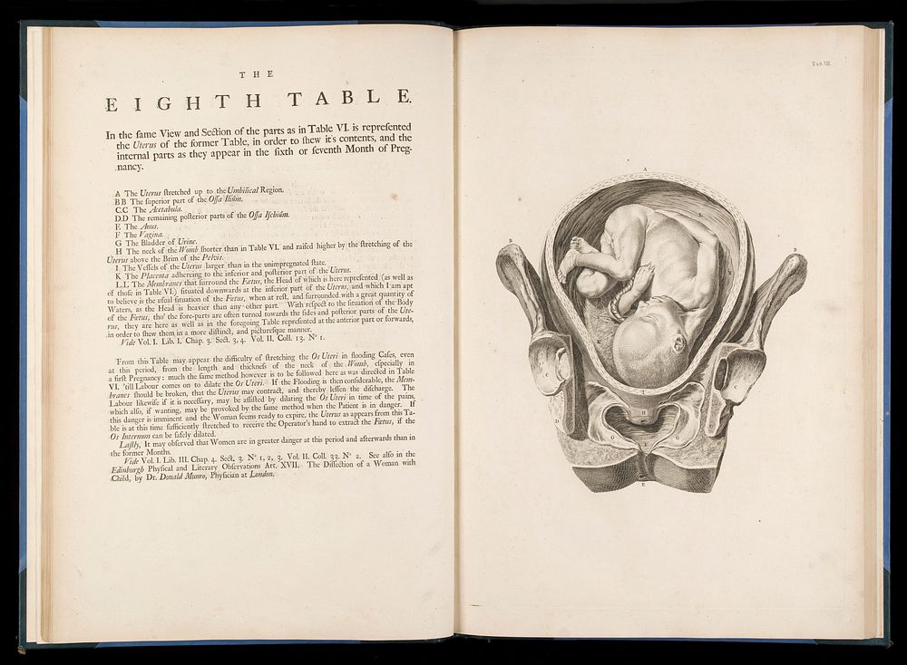 The eighth table from "A sett of anatomical tables.."