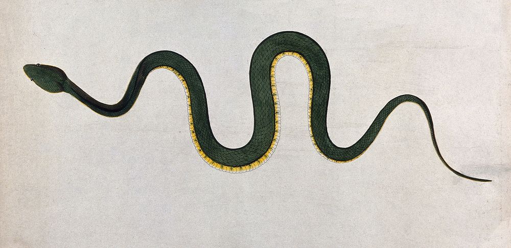 An Indian snake, Bodroo Pam. Coloured engraving by W. Skelton, ca. 1796.
