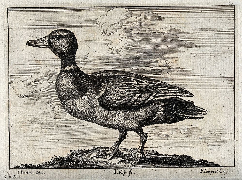 A mallard duck. Engraving by J. Kip, ca. 1690, after F. Barlow.