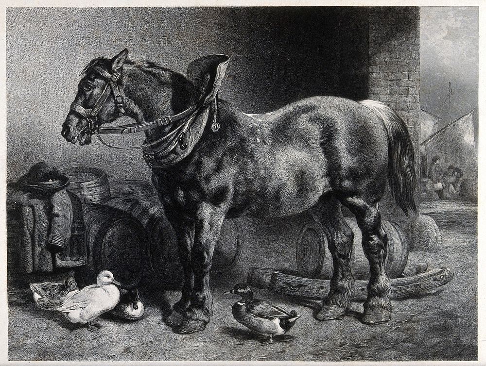 A draught-horse standing in a barn surrounded by ducks and beer-barrels. Engraving.