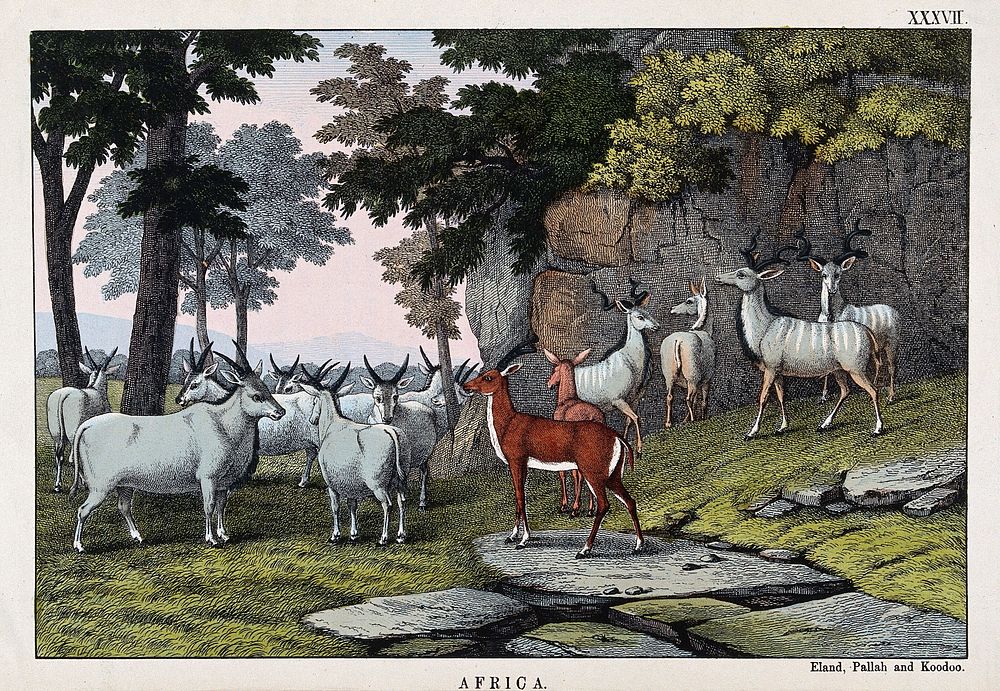 African antelopes: Eland, Pallah and Koodoo. Coloured lithograph.