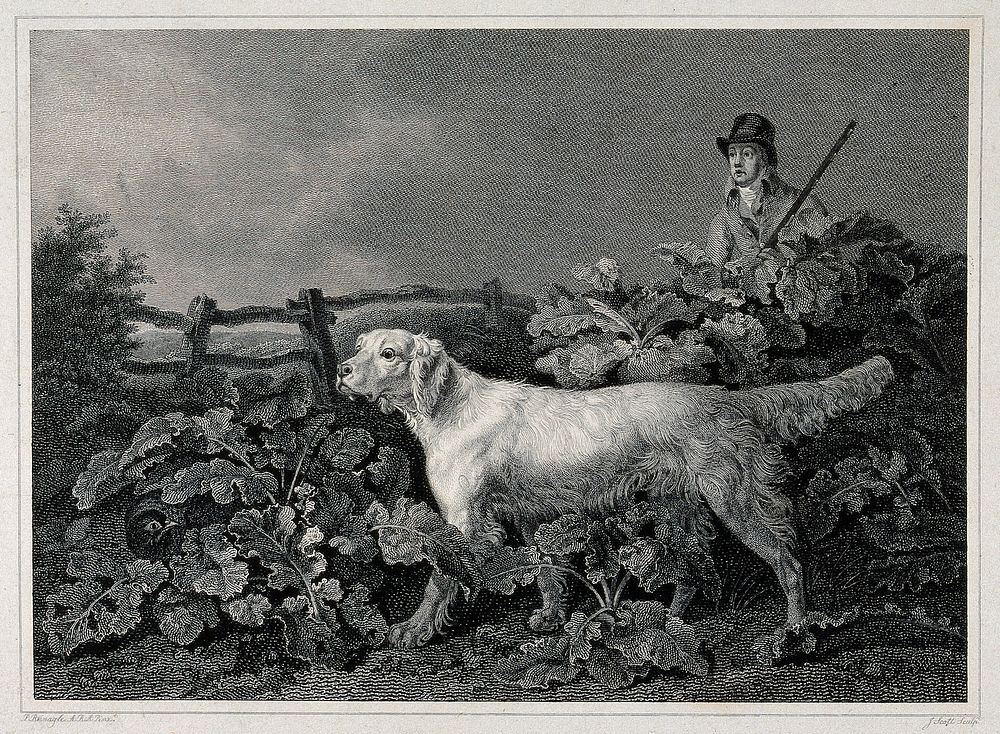 A huntsman and a setter searching for a game-bird that is hiding under large leaves in a garden. Etching by J. Scott after…