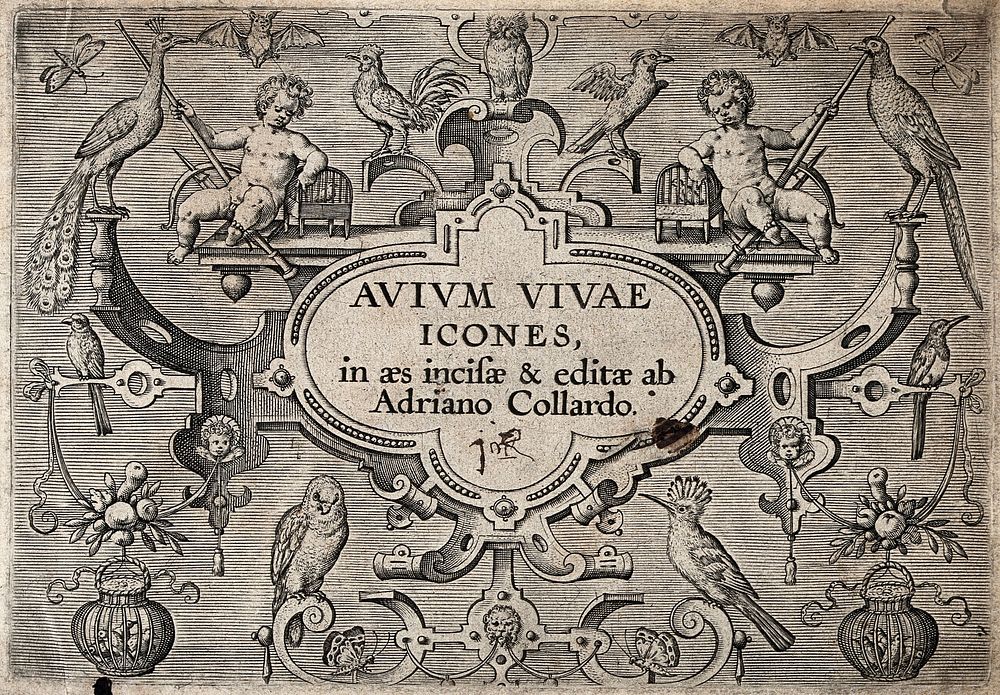 Title page to Avium vivae icones adorned with two cherubs and various birds. Engraving by A. Collaert, ca. 1610.