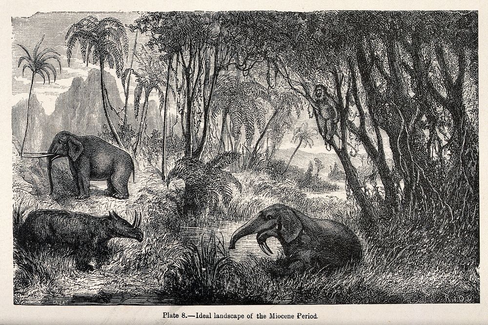 An ideal landscape of the Miocene period, with elephants rummaging through a forest. Wood engraving by Riou after Cazat.