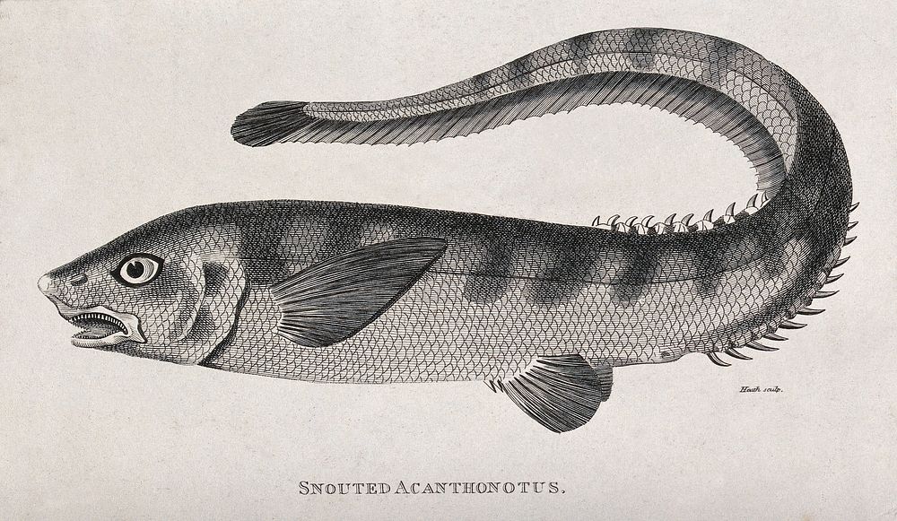 A snouted acanthonotus. Engraving by Heath.