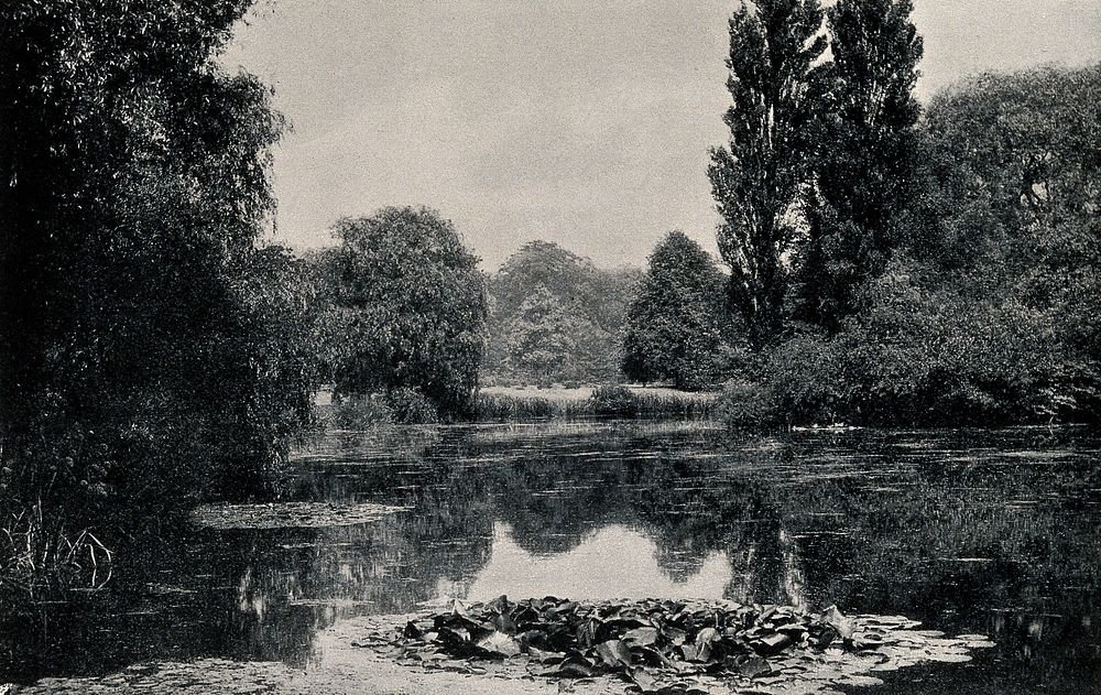 Royal Botanic Gardens, Kew, Surrey: lake in the arboretum. Process print.