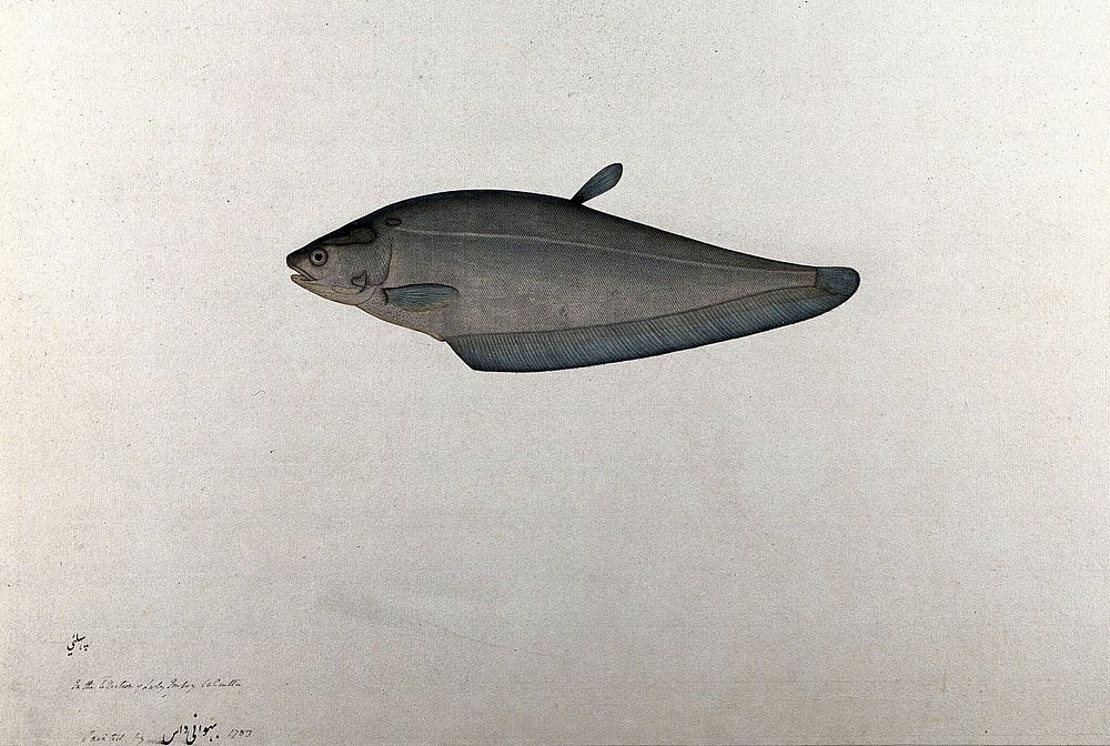 Fish. Watercolour, 1783.