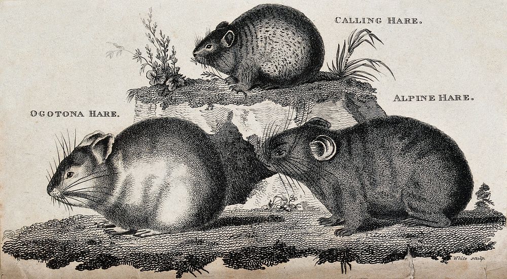 Three hares: a calling hare, an alpine hare and a ogotona hare. Etching by White.