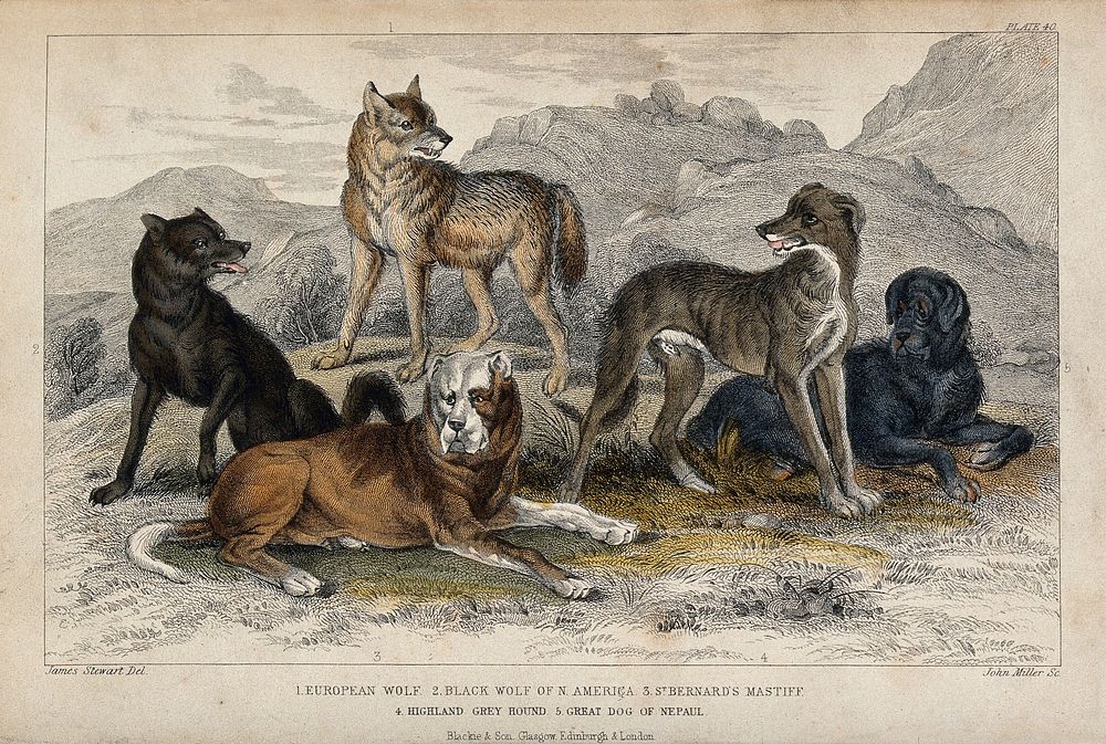 Five different specimen of dogs, domesticated and wild, are shown in a mountainous landscape. Coloured etching by J. Miller…