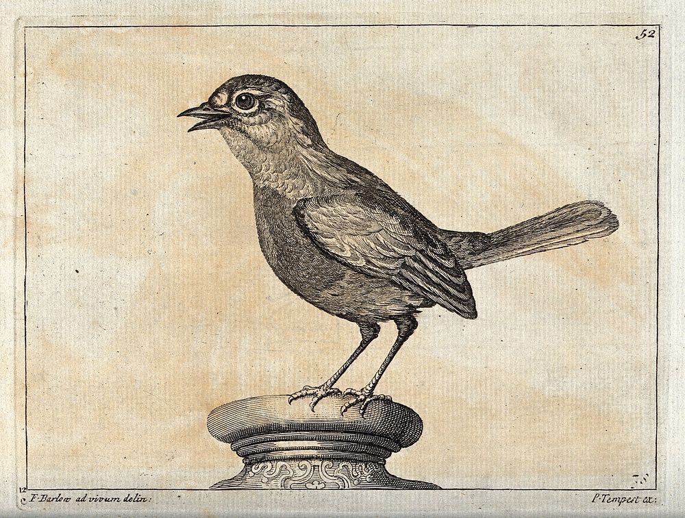 A sparrow. Engraving by P. Tempest, ca. 1690, after F. Barlow.