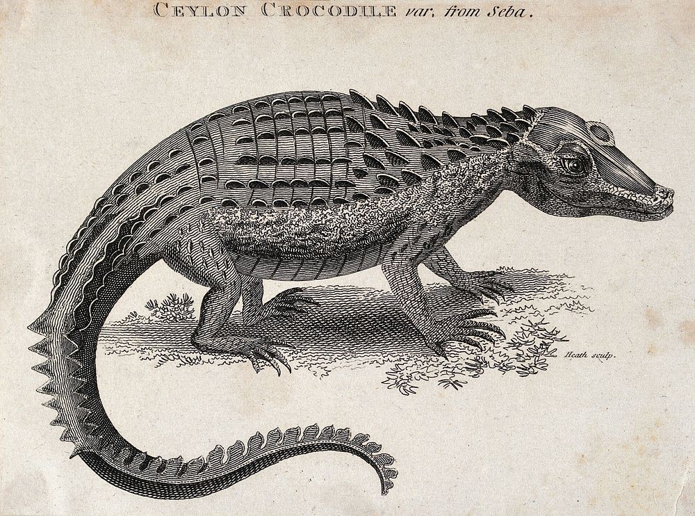 A Ceylon crocodile. Etching by Heath.