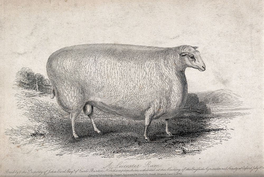 A Leicester ram. Etching, ca 1839.