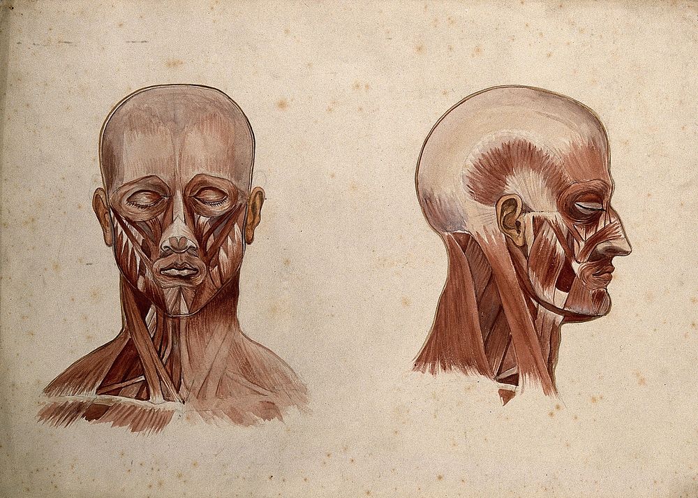 Muscles of the head and neck: two écorché figures. Watercolour by A. Mongrédien, ca. 1880.