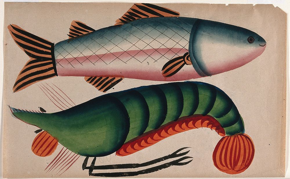 A lobster and a fish. Gouache painting by an Indian artist, 18--.