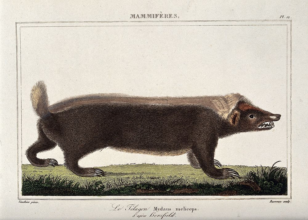 A musteloid telagon. Coloured etching by J. C. M. Barreau after A.C. Vauthier.