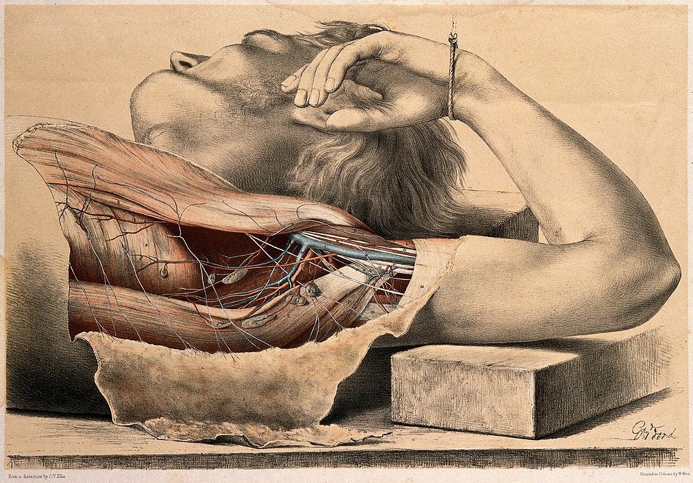 Dissection showing the contents of the axilla. Colour lithograph by G.H. Ford, 1867.