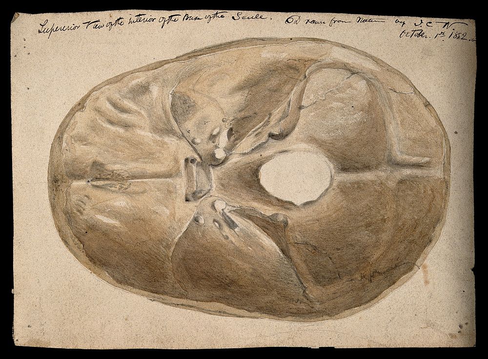 Interior of the base of the human skull. Watercolour and pencil drawing, by J.C. Whishaw, 1852.
