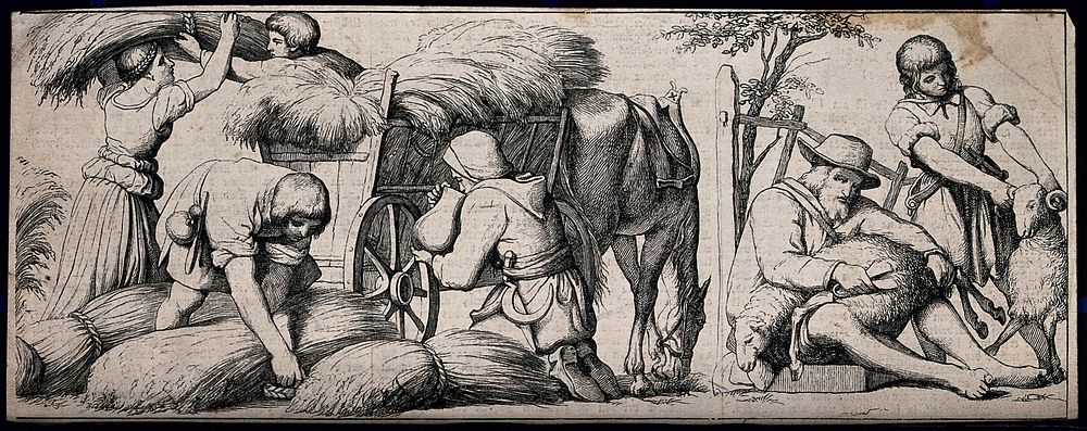 Agricultural labours: harvesters loading sheaves of corn on to a wagon, and a man and boy shearing sheep. Engraving after E.…