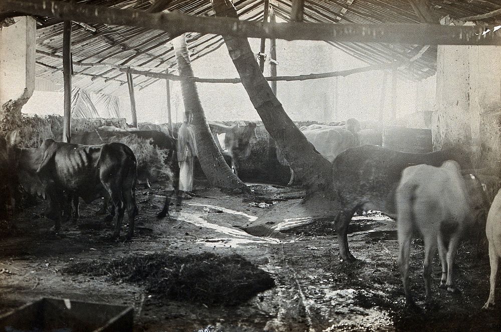 A cowshed, Zanzibar. Photograph, 1905/1915.