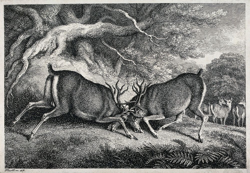 Two red deer stags fighting. Etching by W.S. Howitt, ca 1798.