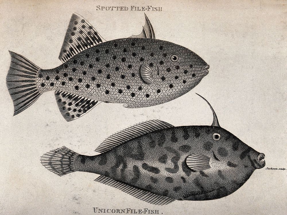 Above, a spotted file fish; below, a unicorn file fish. Engraving by Jackson.