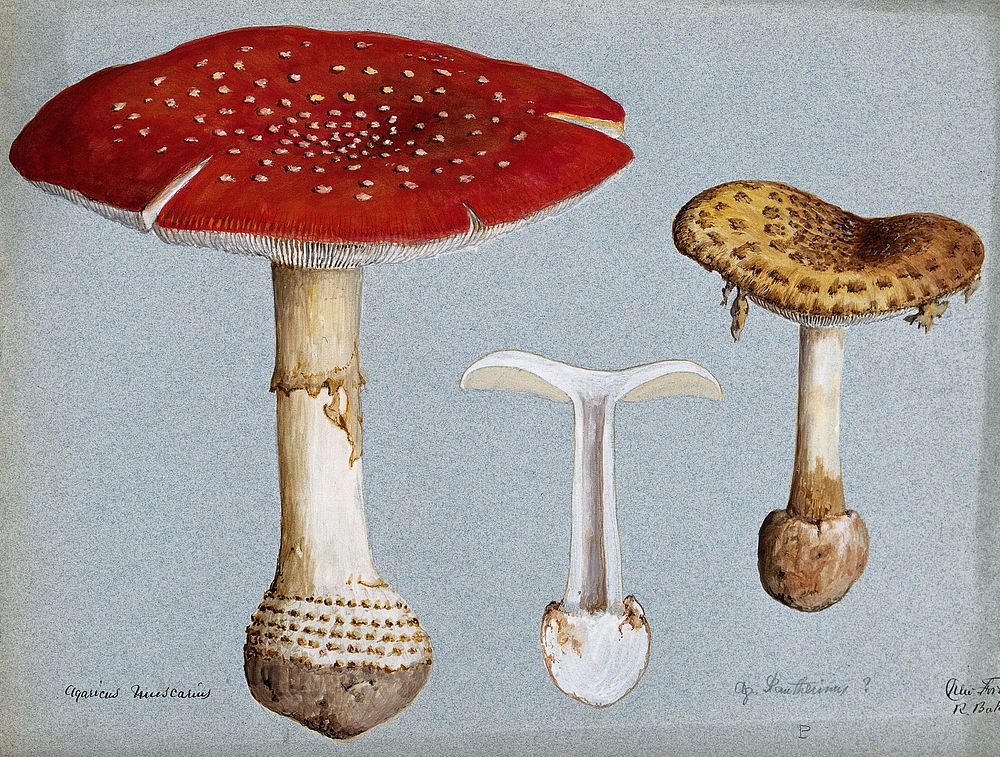 The fly agaric fungus (Amanita muscaria): three fruiting bodies. Watercolour by R. Baker.