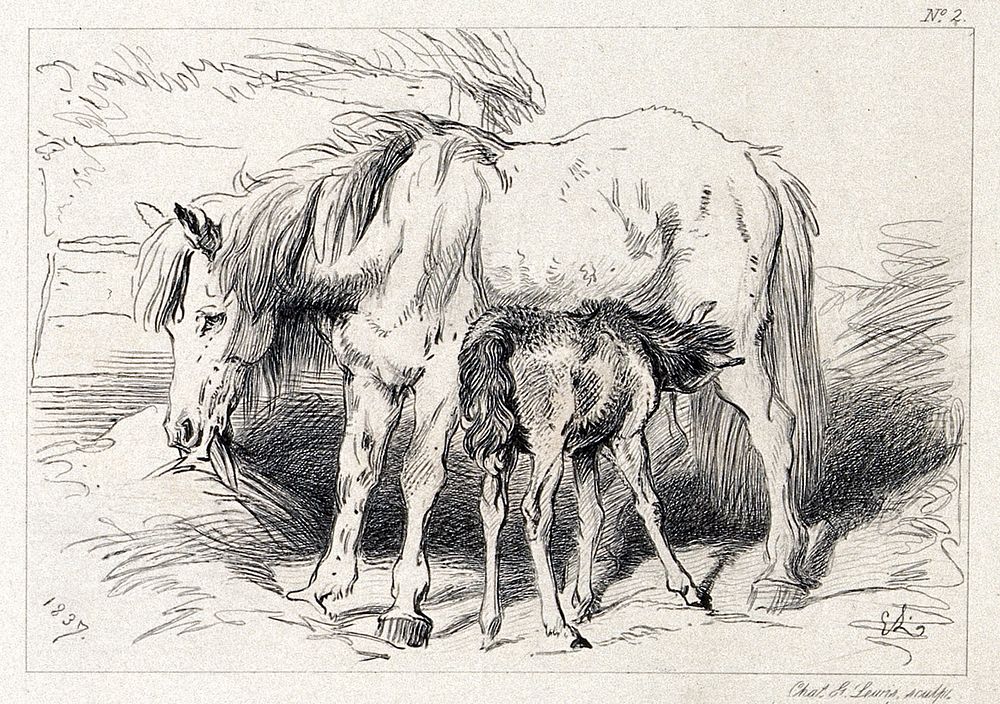 A mare with its suckling foal. Etching by C. G. Lewis after E. H. Landseer.