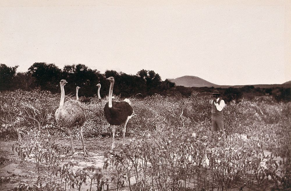 Baviaan's River, South Africa: an ostrich camp in the Bedford District. Woodburytype, 1888, after a photograph by Robert…