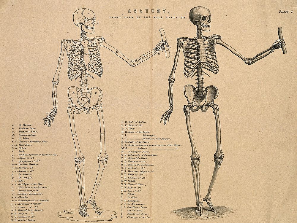 Male skeleton seen from the front, with left arm extended: two figures (one, an outline drawing). Line engraving, ca. 1850.