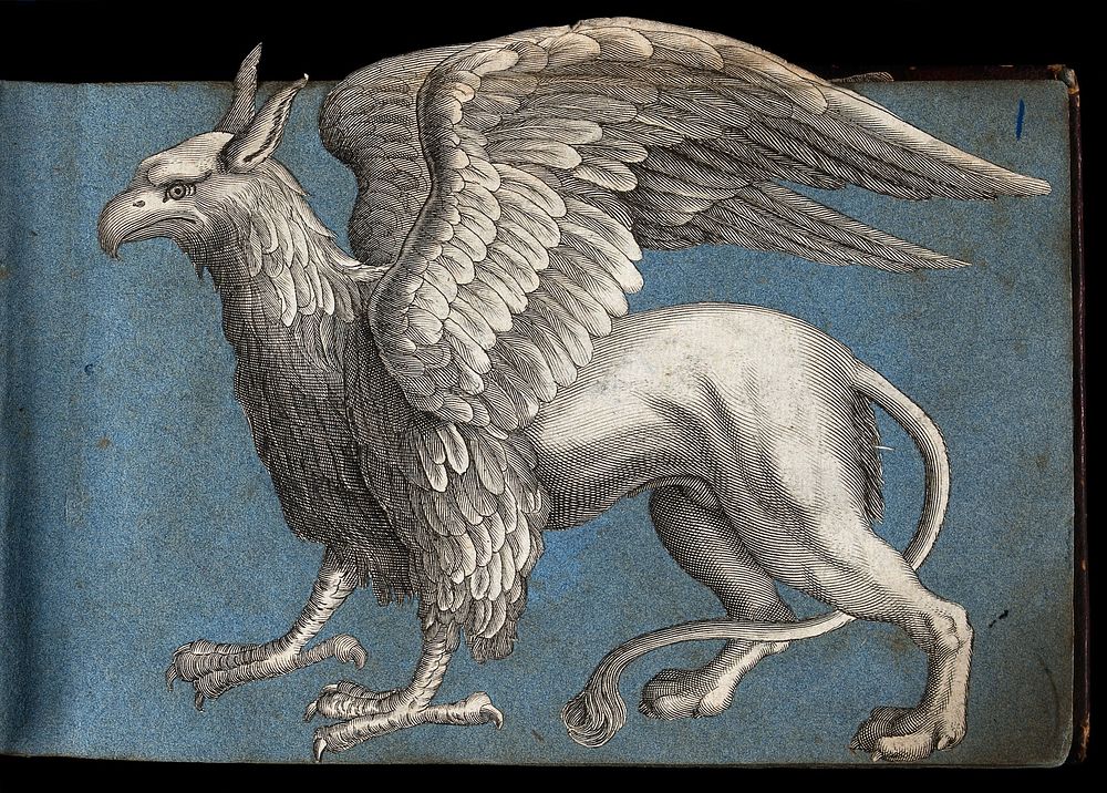 A griffen: side view of the mythical beast. Cut-out engraving pasted onto paper, 16--.