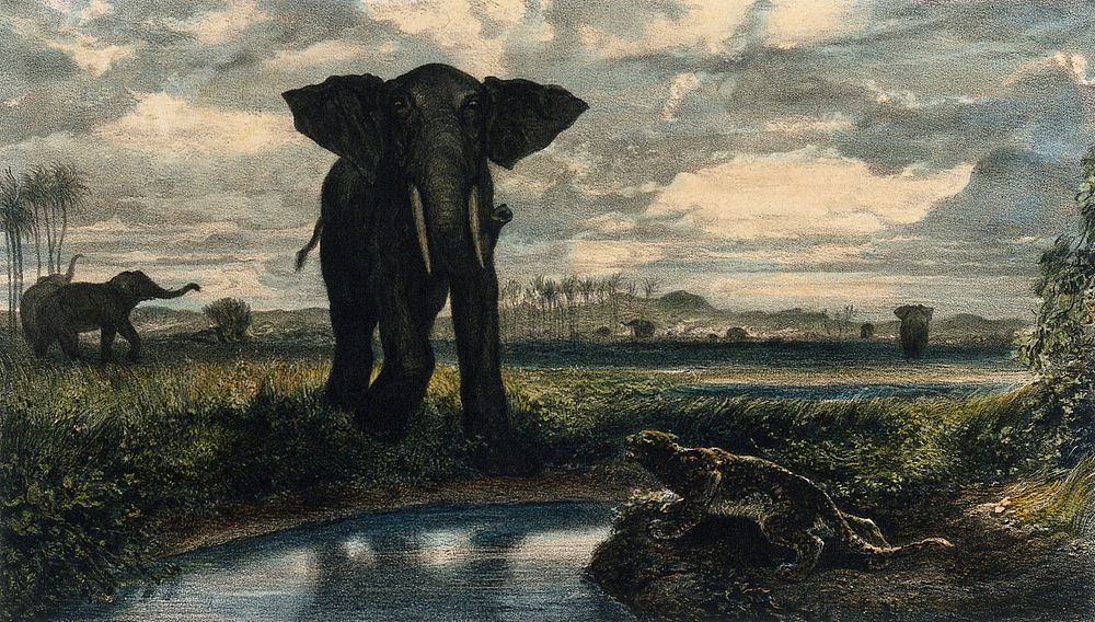 An elephant and a leopard confront each other on opposite sides of a stream in an Indian desert. Coloured lithograph by E.…
