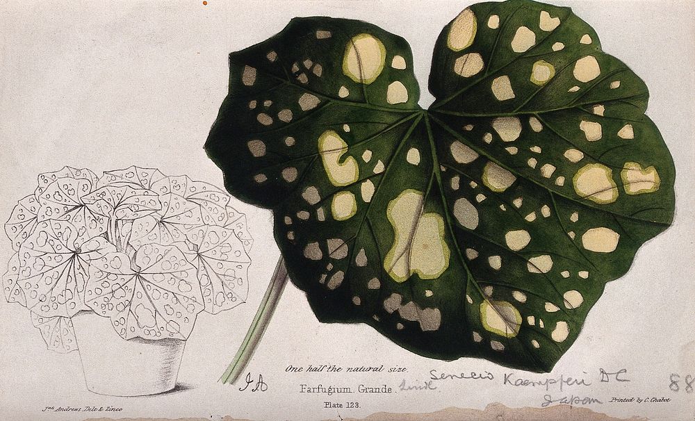 A plant (Senecio kaempferi): variegated leaf and entire potted plant. Coloured zincograph by J. Andrews, c. 1861, after…