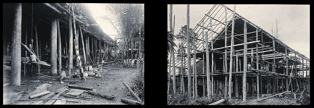 Sarawak: the supporting poles of a Kayan tribal house and a Sea Dayak house under construction. Photograph.