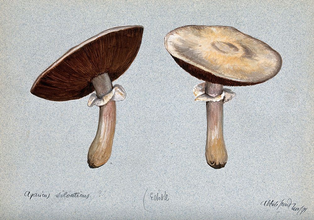 Brown wood mushrooms (Agaricus silvaticus): two fruiting bodies. Watercolour, 1891.