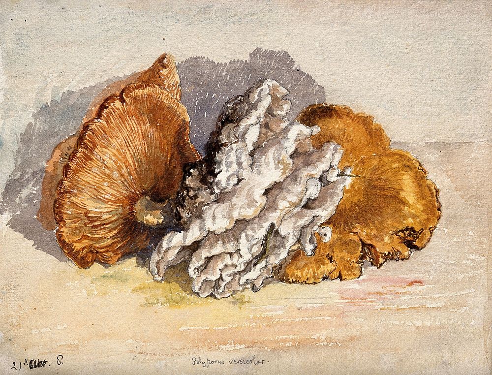 A bracket fungus (Coriolus versicolor): group of fruiting bodies. Watercolour.