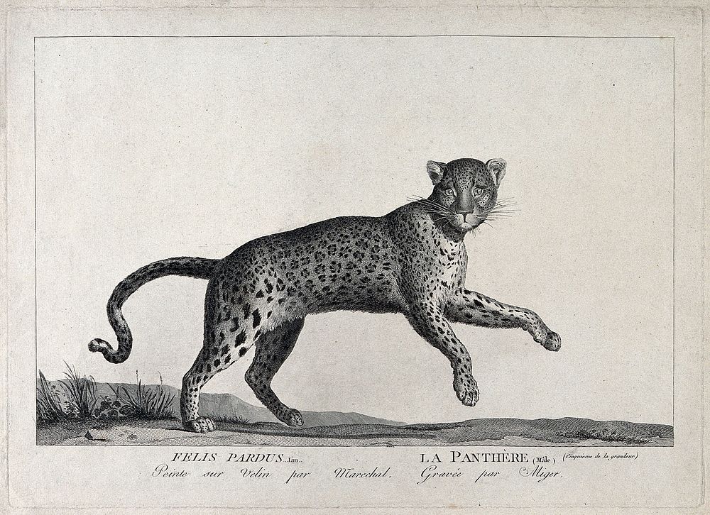 A panther. Etching by S. C. Miger, ca. 1808, after N. Maréchal.