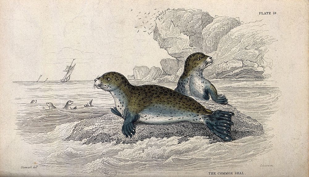 A common seal is sitting on a rock in the sea while another one is climbing on to the rock. Coloured etching by W. H. Lizars…