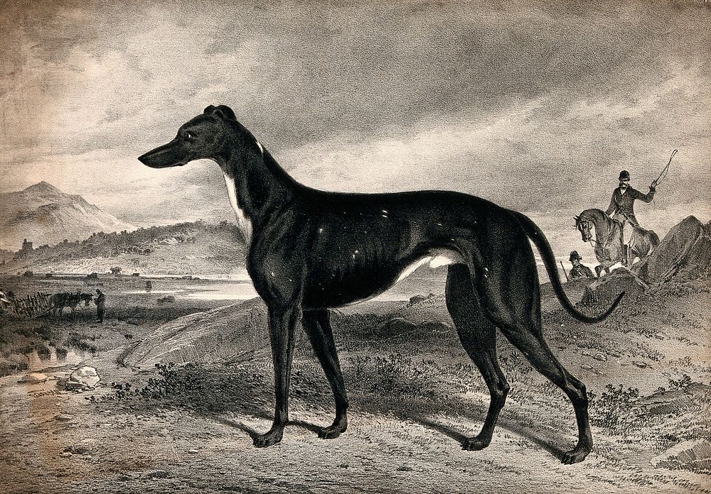 A greyhound; man on horseback in the background. Lithograph, 1893.
