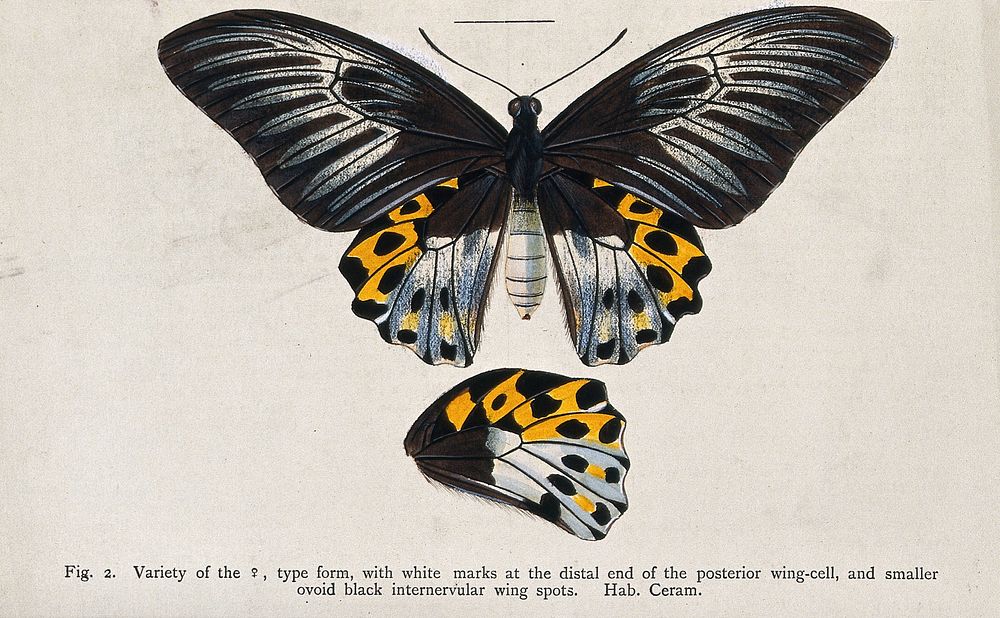 A butterfly. Coloured lithograph.
