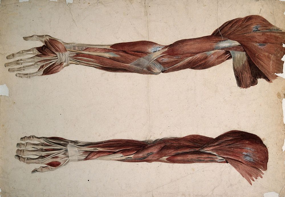 Muscles and tendons of the upper arm: two écorchés. Watercolour, 18--.