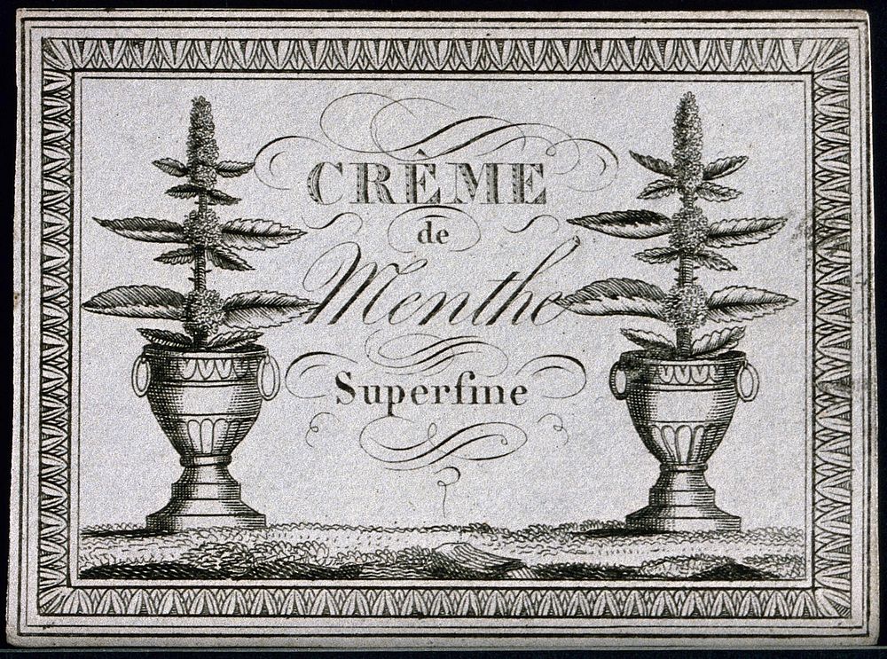 A liqueur label illustrated with two mint plants (Mentha species) Engraving, 19th century.