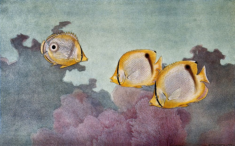 Four-eyed fish and butterly fish swimming in the sea above a coral reef. Colour line block after a painting by H. Murayama.