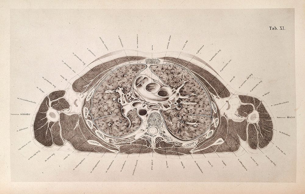 Free Photo Illustration - rawpixel Biology Diagrams
