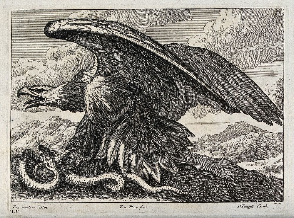 An eagle killing a snake with its talons. Engraving by F. Place, ca. 1690, after F. Barlow.